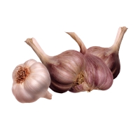 Knoblauch Knoblauch