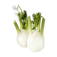 Fenchel