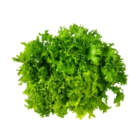 Frisée