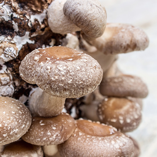 Frische Pilze kaufen: Bio und aus eigenem Anbau.