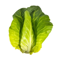 Spitzkohl kaufen