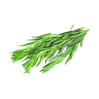 Estragon, französischer Estragon, französischer