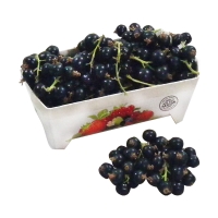 Schwarze Johannisbeeren kaufen