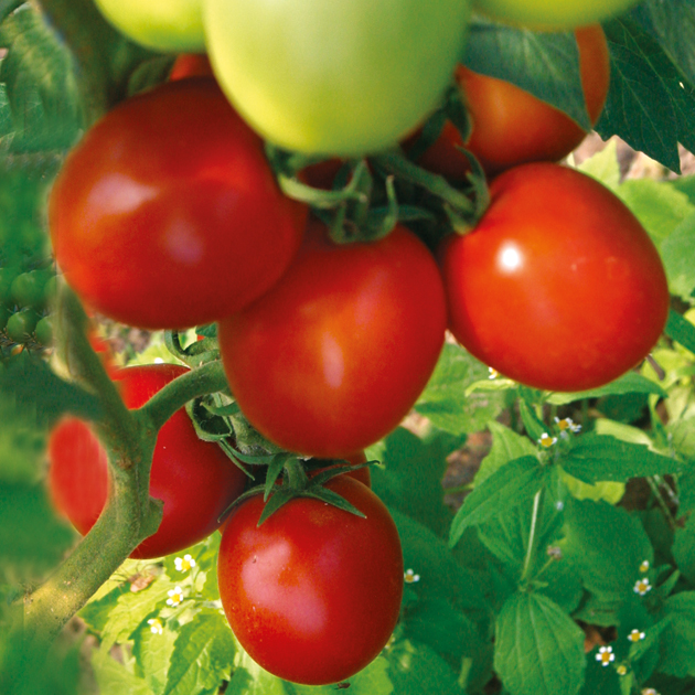 Vollaromatische Früchte für die Tomatensoße.