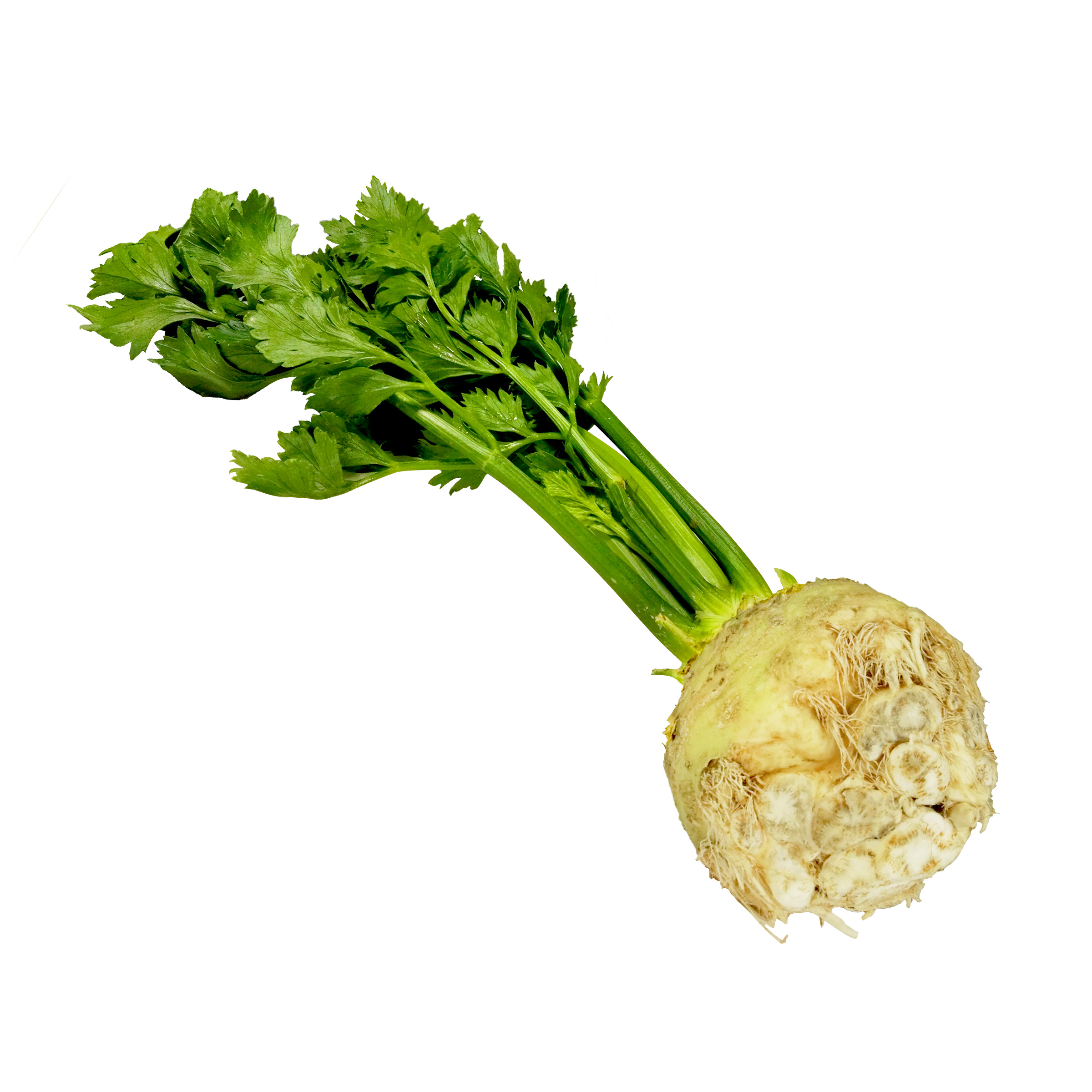 Sellerie | Gemüse &amp; Pilze | Gemüse &amp; Obst | Lebe Gesund-Versand