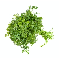 Kerbel kaufen