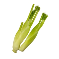Fenchel - mit Schönheitsfehlern Fenchel - mit Schönheitsfehlern